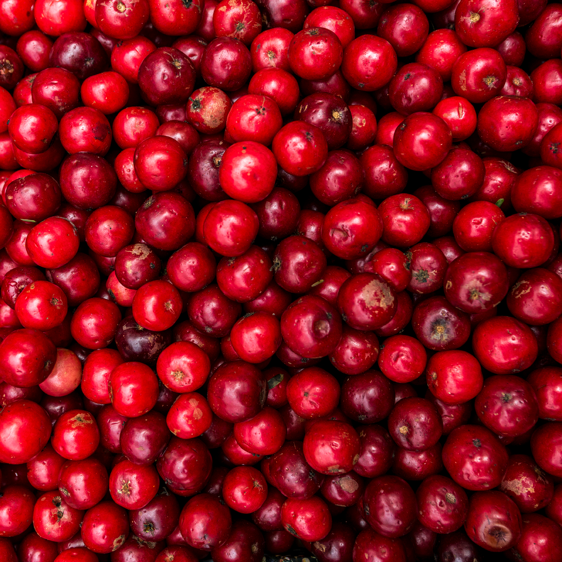 Preiselbeeren aus den Karpaten