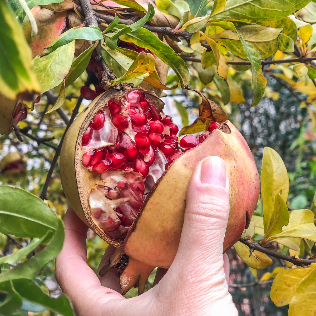 Biotta Granatapfel – Bio-Saft – Bild 2 von 2