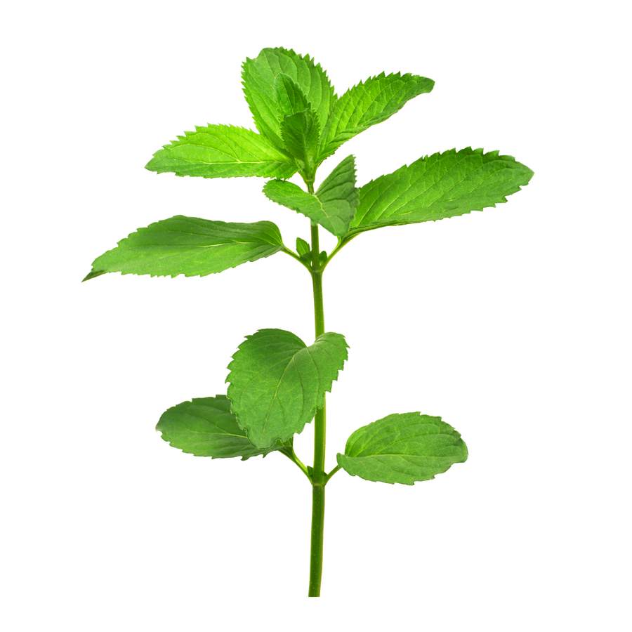apple mint