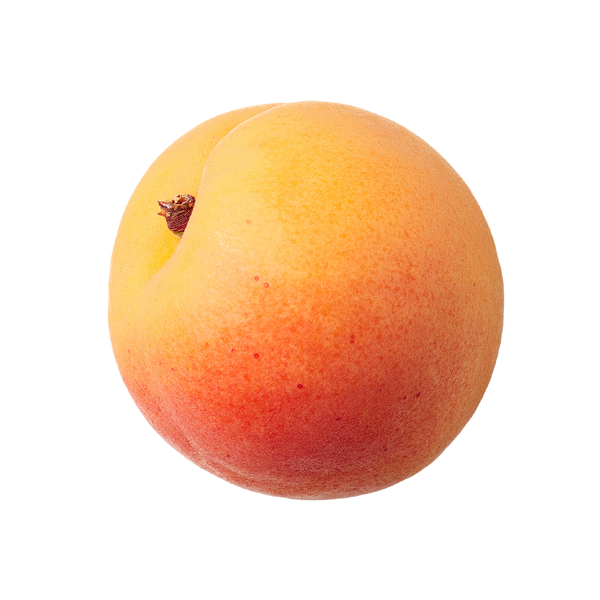 Aprikose