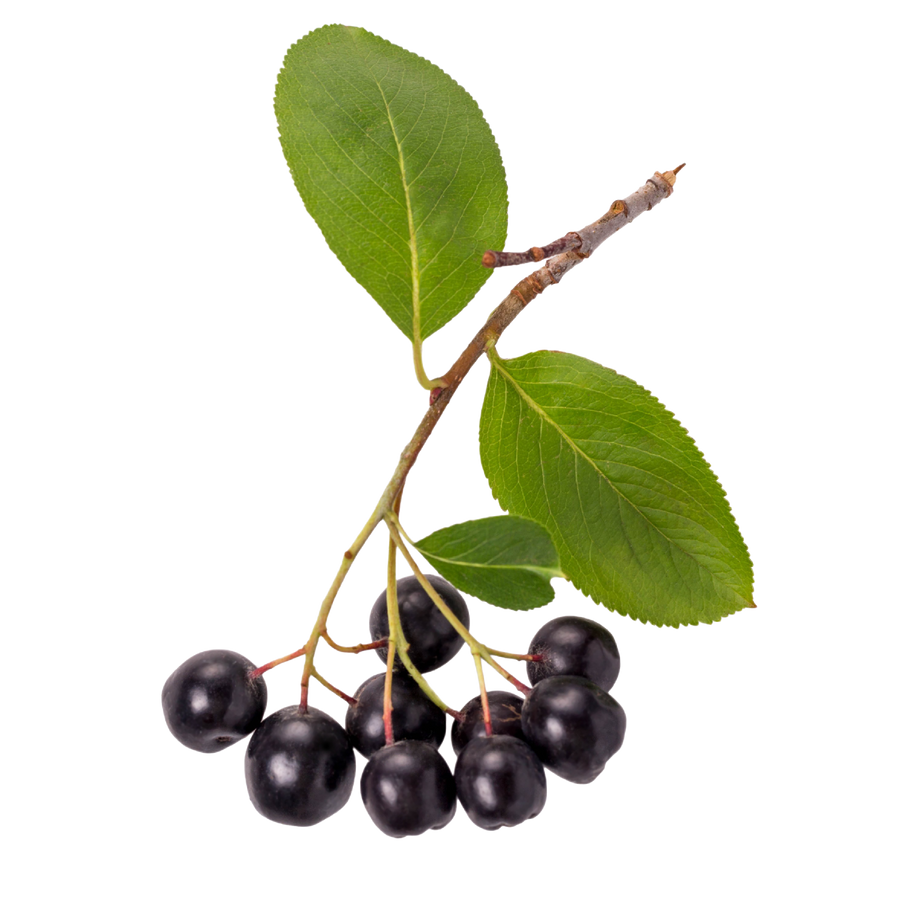 Aronia