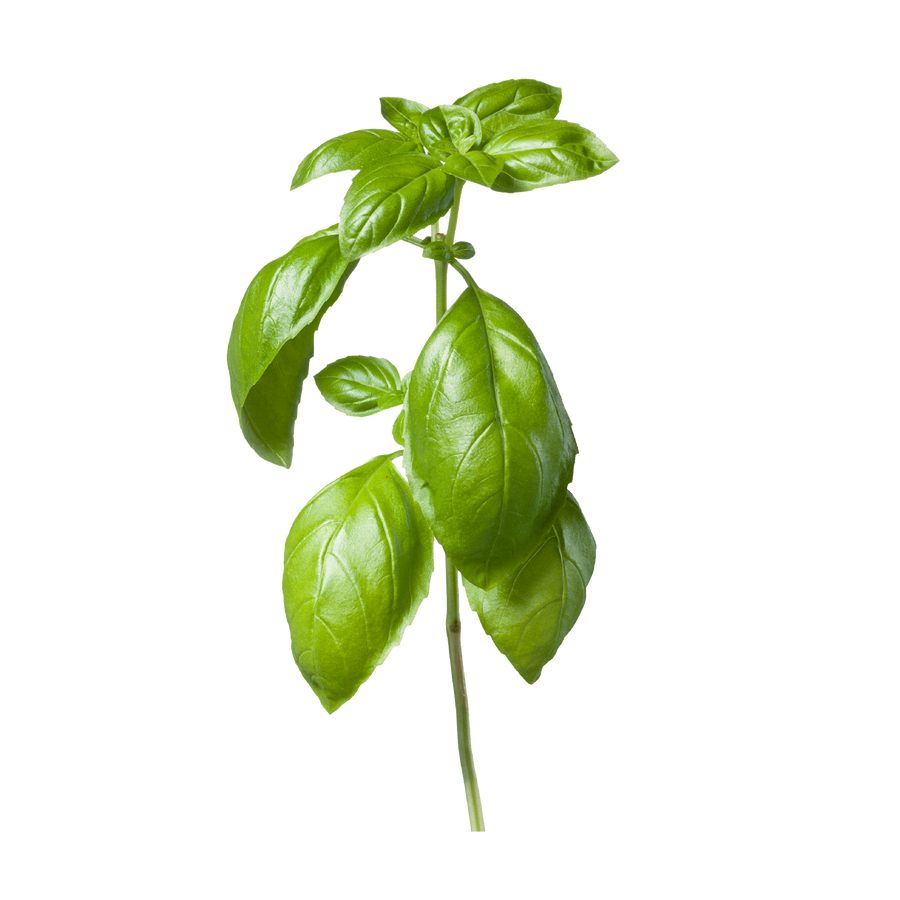 basil