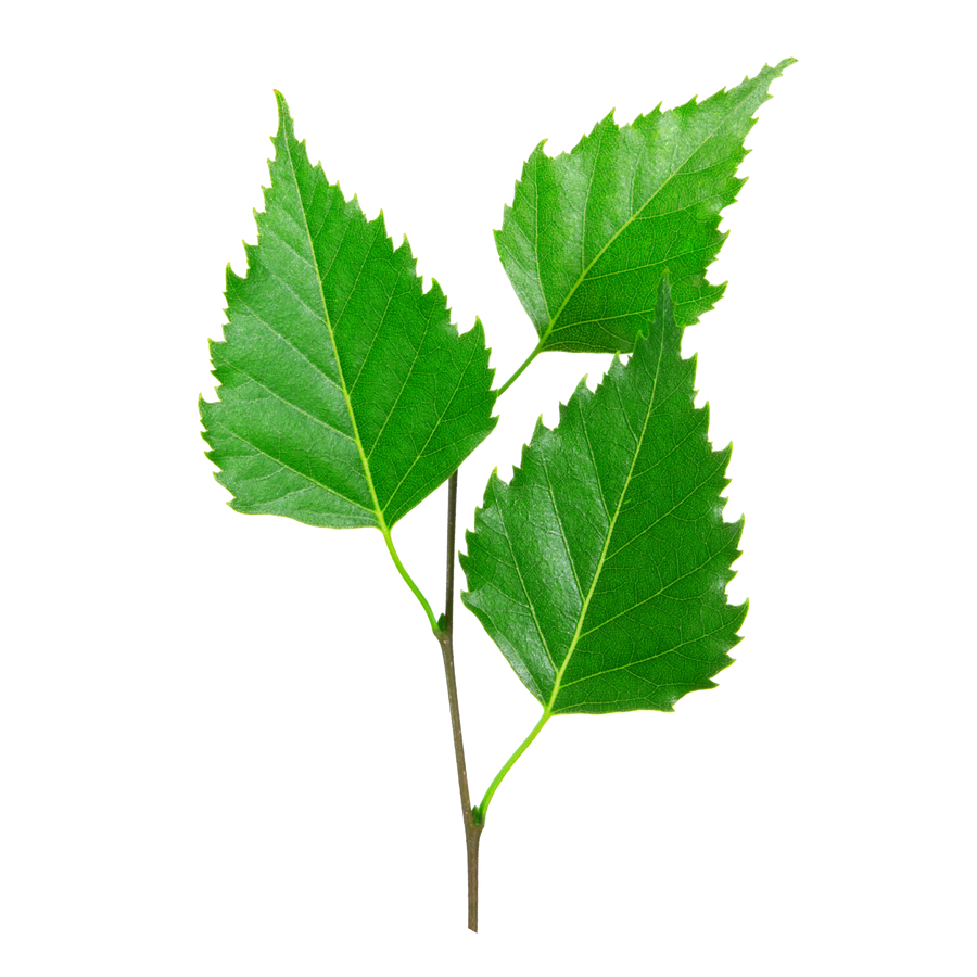 birch leaves