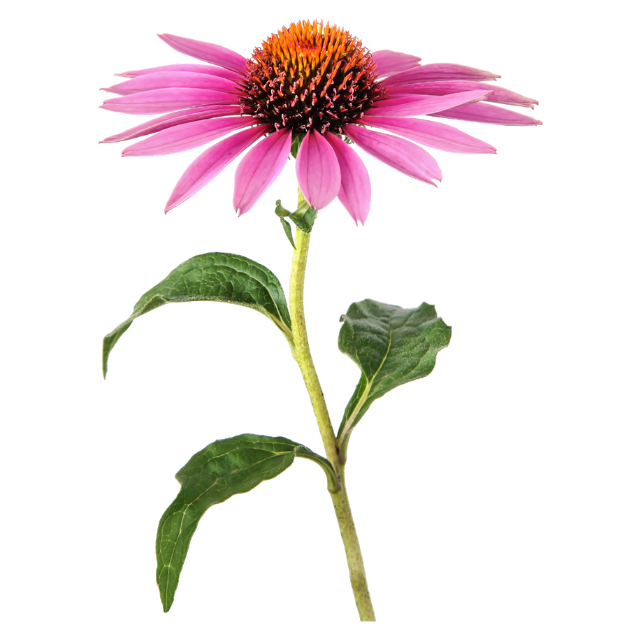 Echinacea