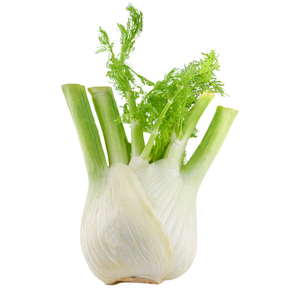 finocchio