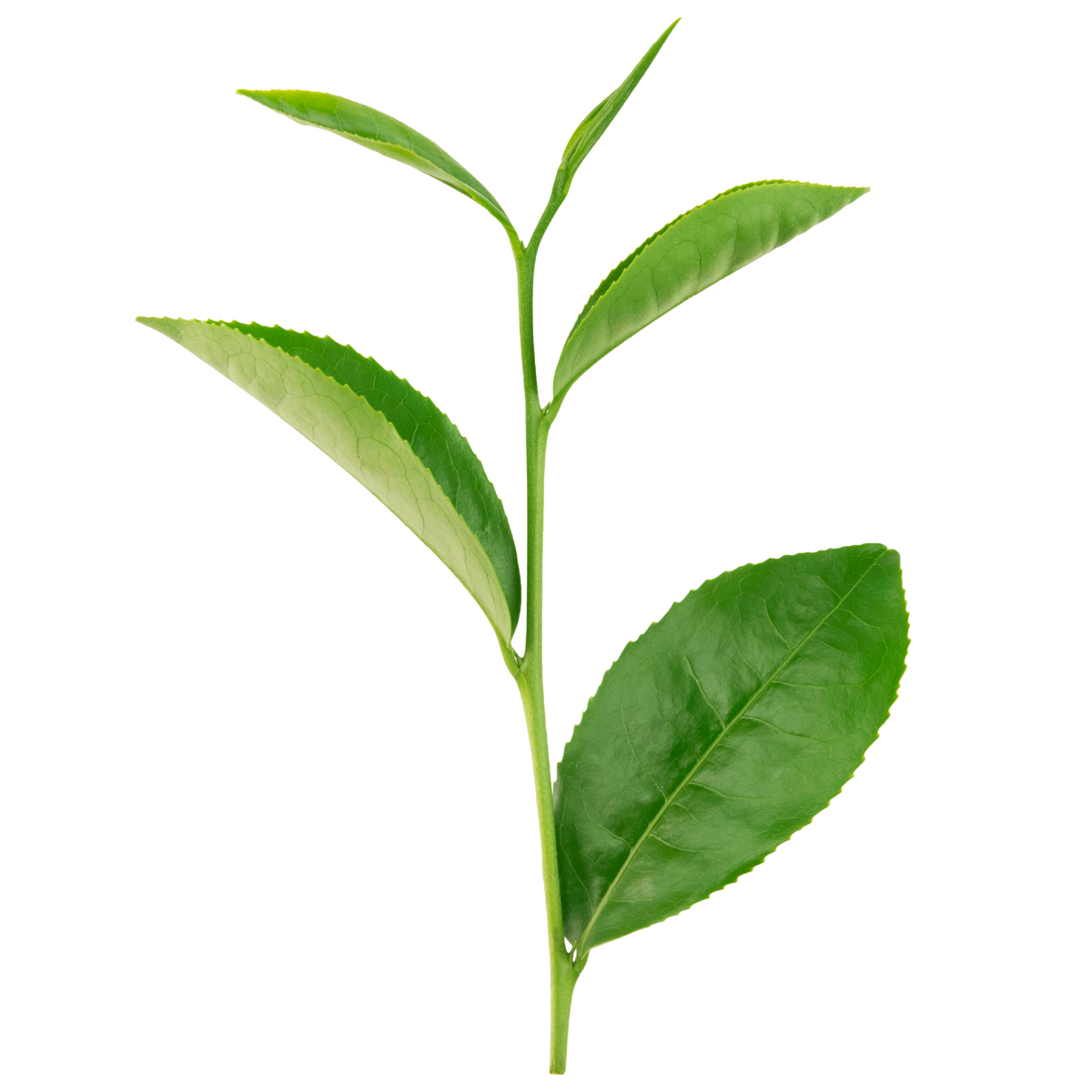 tè verde