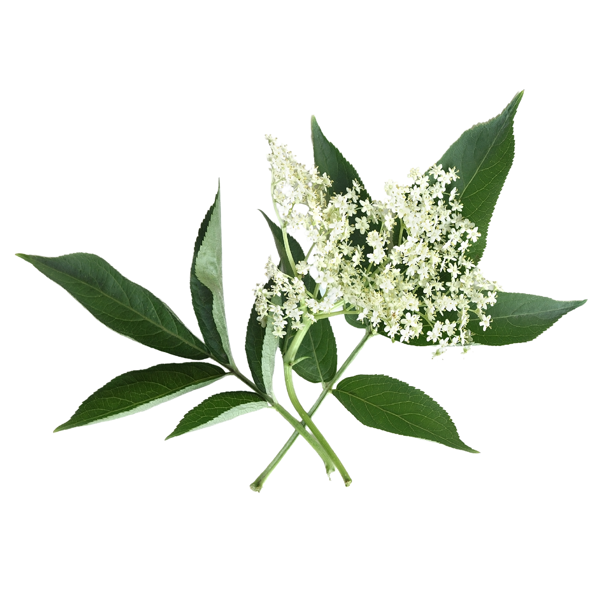 Holunderblüte