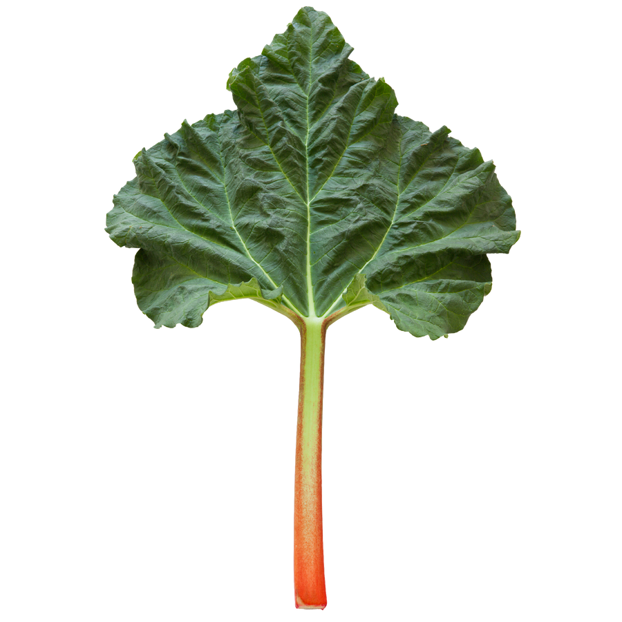 rhubarb