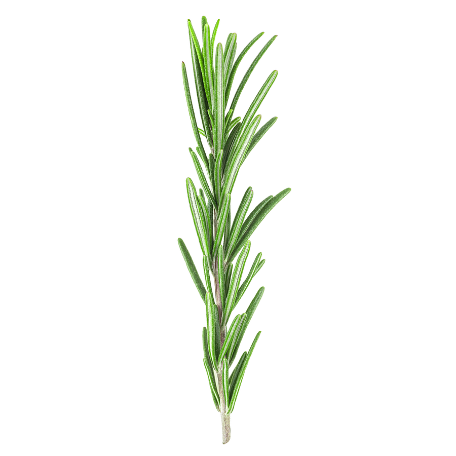 rosemary