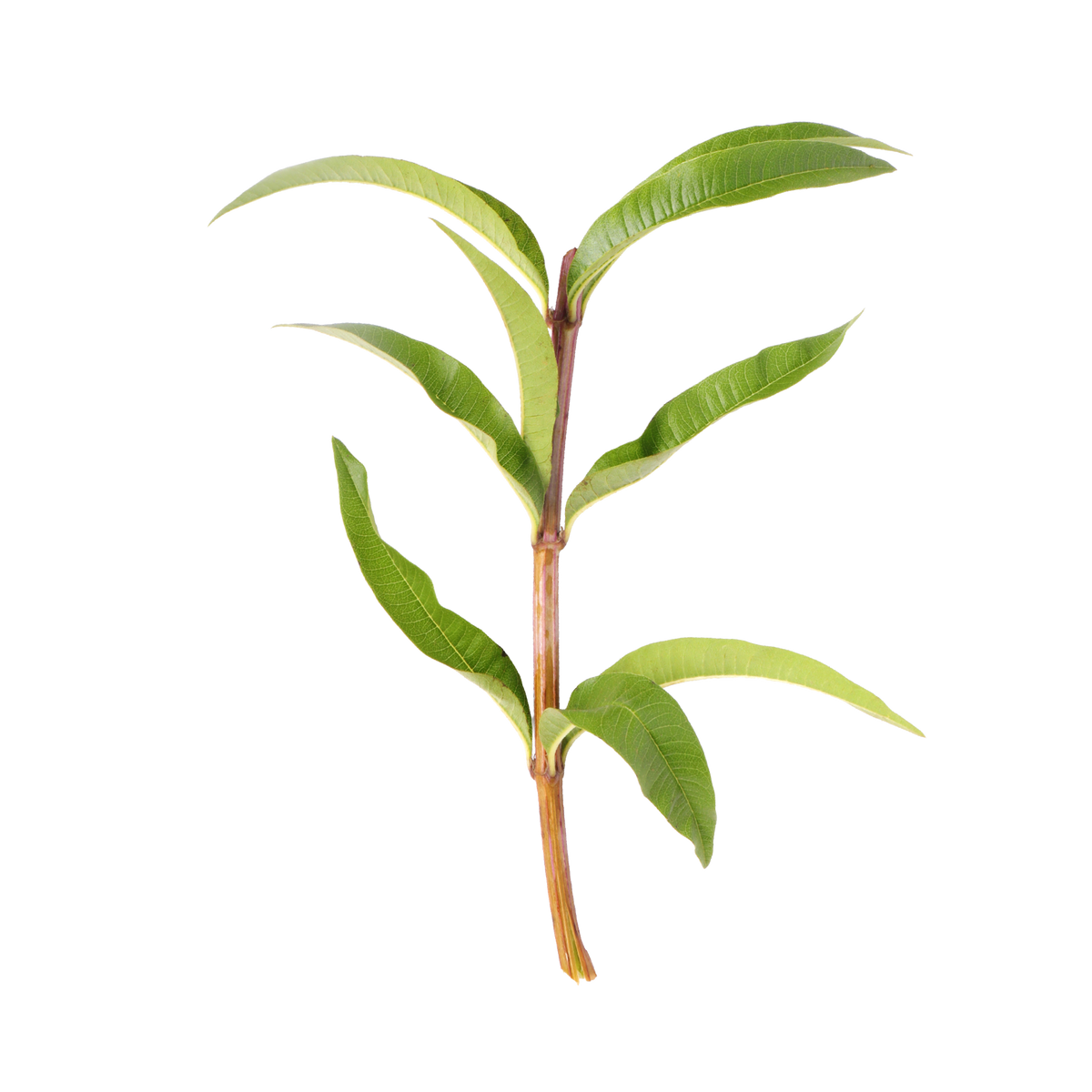 Verbena