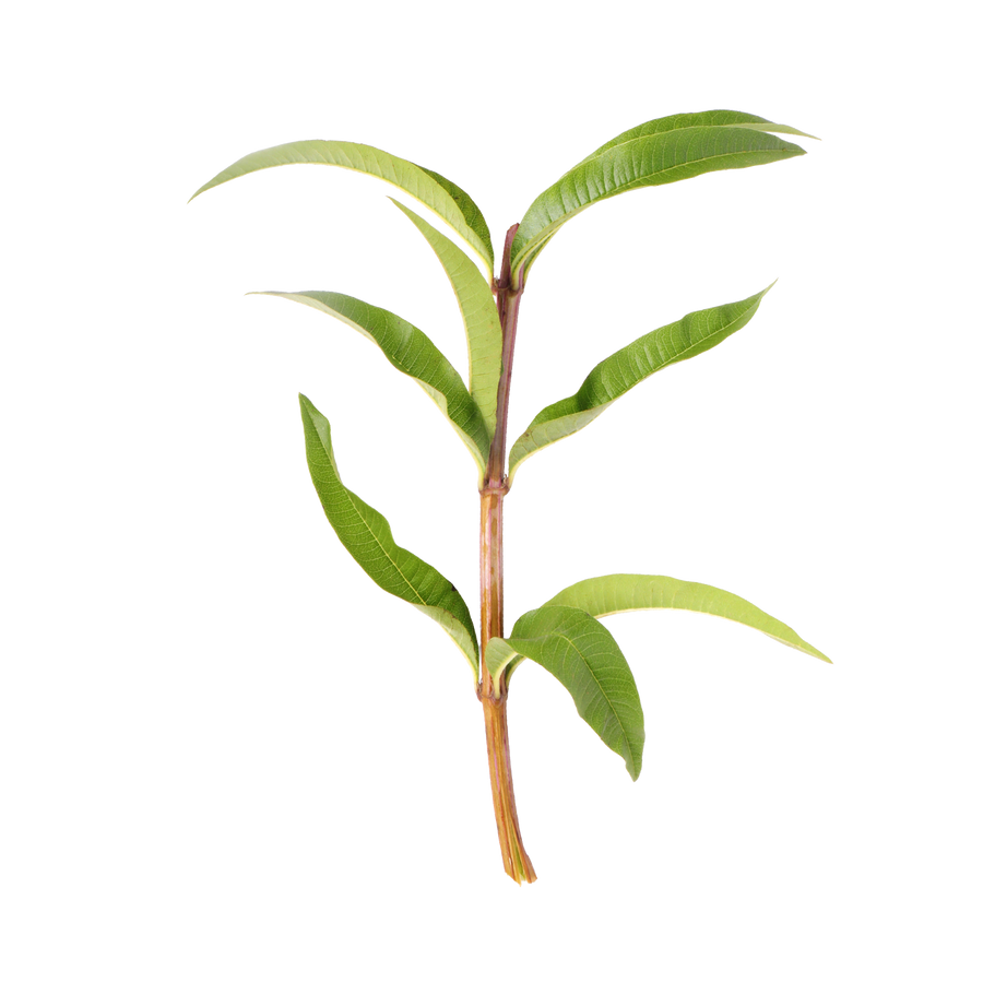 vervain