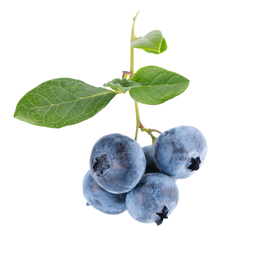 wild blueberry