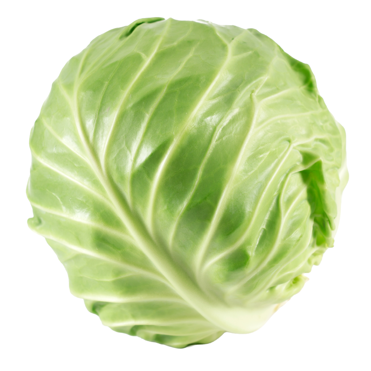 cavolo bianco