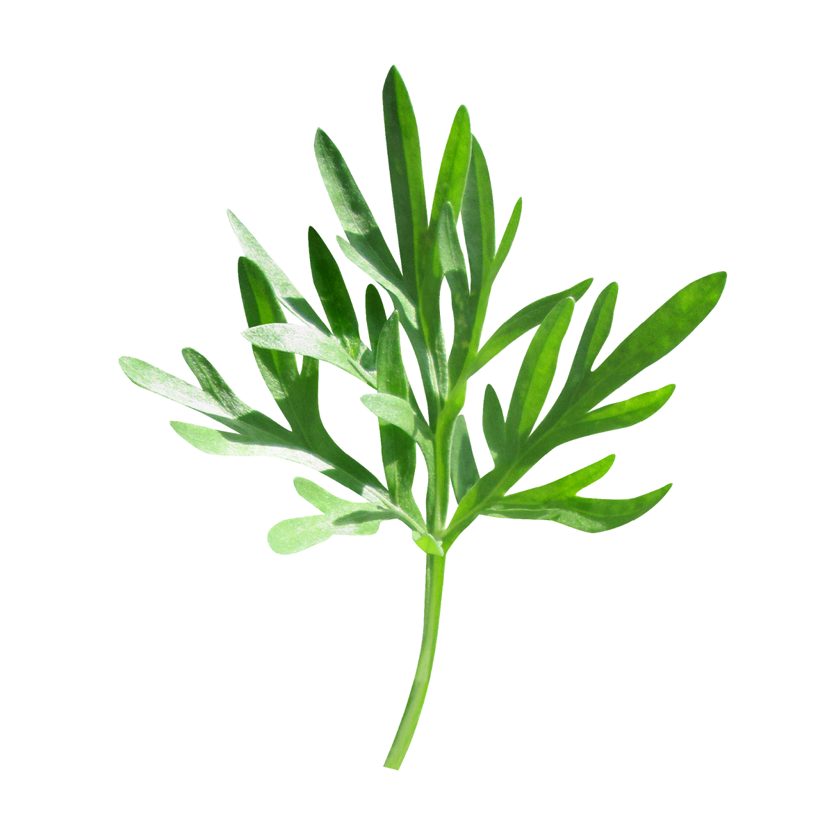 armoise