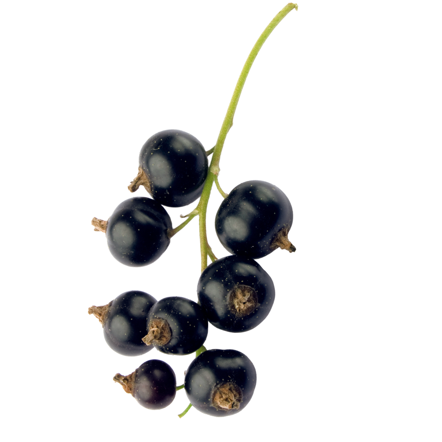 blackcurrant